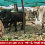 Maharashtra drought crisis showing dry farmland and water scarcity affecting rural communities