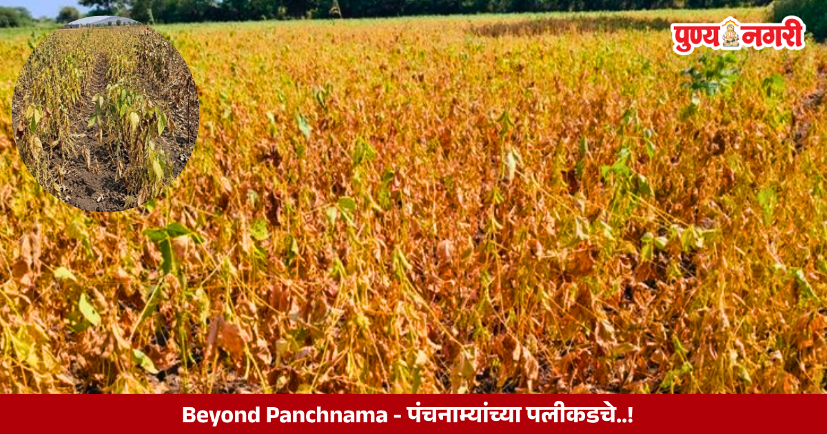 Maharashtra drought पंचनाम्यांच्या पलीकडचे..!