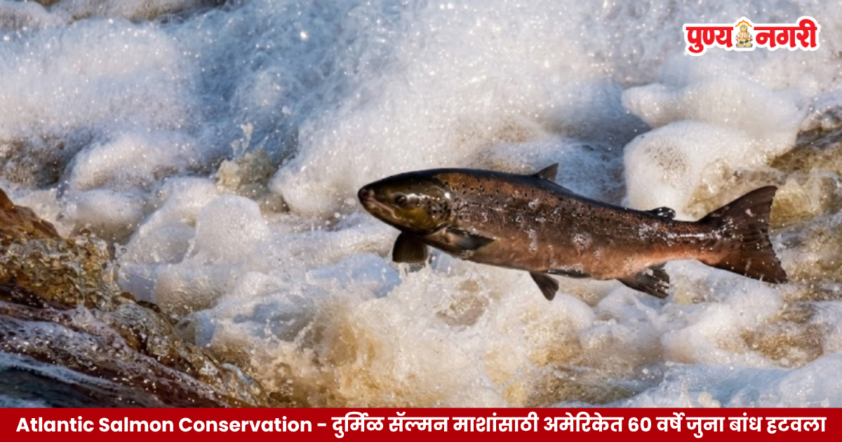 Atlantic Salmon Conservation साठी अमेरिकेत ६० वर्षे जुना बांध हटवला