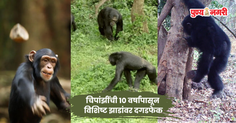 CHIMPANZEE STONE THROWING : चिपांझींची १० वर्षांपासून विशिष्ट झाडांवर दगडफेक