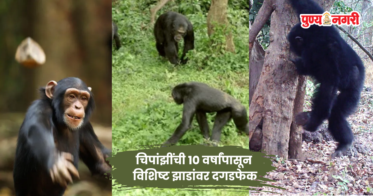 Chimpanzee throwing stones at a tree in Boé National Park