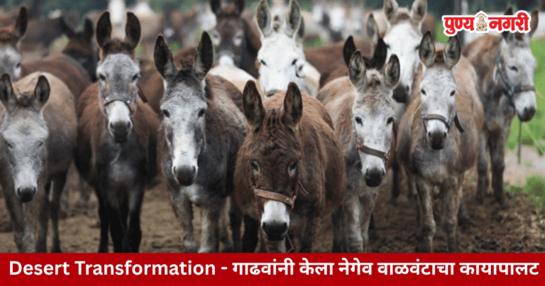 Desert Transformation : गाढवांनी केला नेगेव वाळवंटाचा कायापालट – 2026
