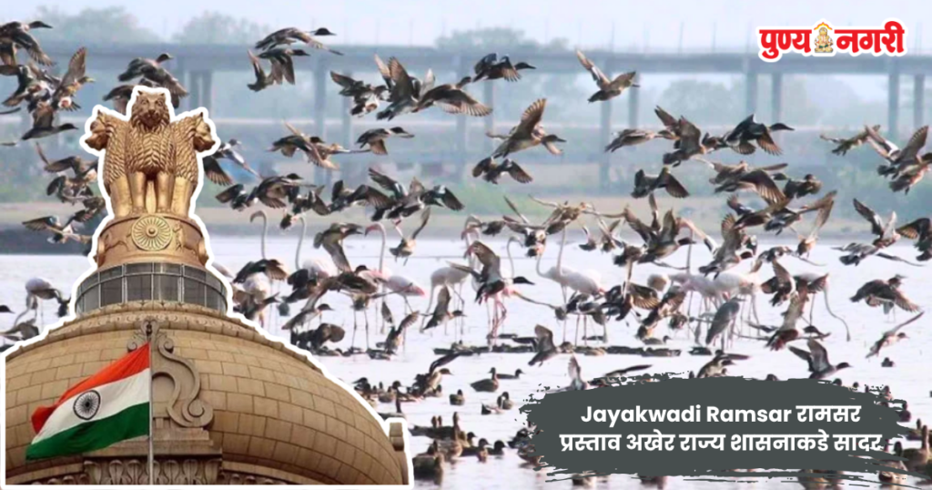 Jayakwadi Bird Sanctuary wetland in Paithan with migratory birds