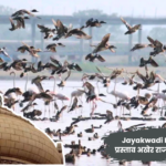 Jayakwadi Bird Sanctuary wetland in Paithan with migratory birds