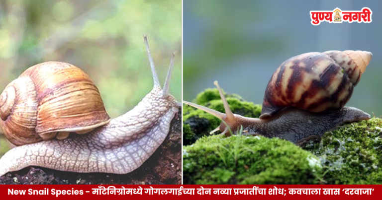 New Snail Species 2026 – माँटेनिग्रोमध्ये गोगलगाईच्या दोन नव्या प्रजातींचा शोध; कवचाला खास ‘दरवाजा’