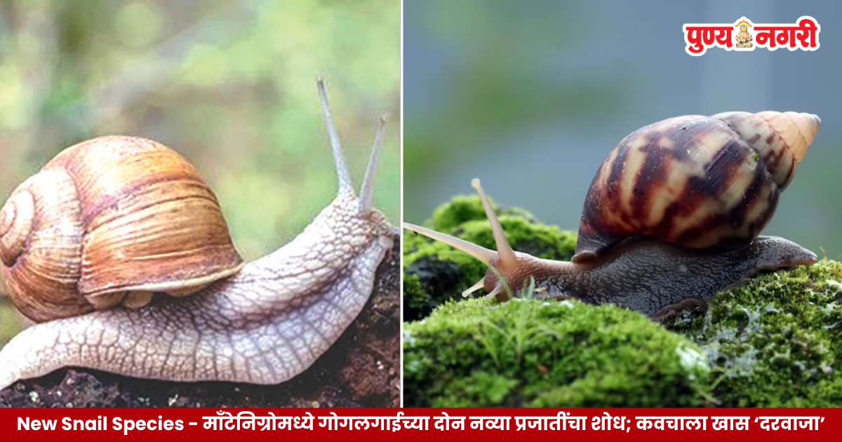 New Snail Species 2026 कवचाच्या तोंडाशी दरवाजासारखी रचना