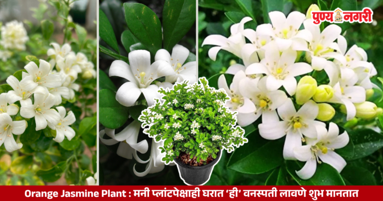 Orange Jasmine Plant : मनी प्लांटपेक्षाही घरात ‘ही’ वनस्पती लावणे शुभ मानतात; जाणून घ्या फायदे आणि योग्य दिशा