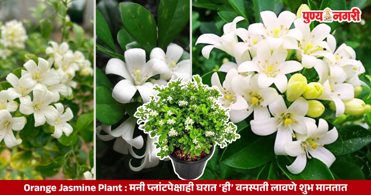 Madhukamini Orange Jasmine plant with green leaves and white fragrant flowers for home gardening