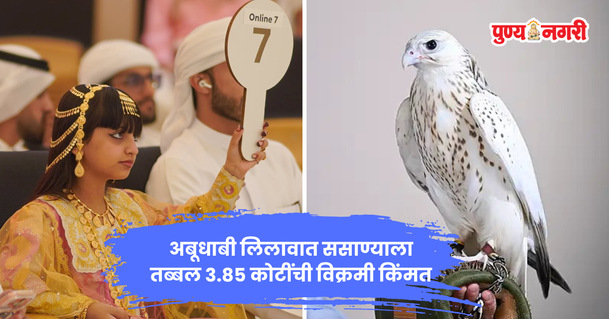 अबूधाबीतील लिलावात ३.८५ कोटी रुपयांना विकला गेलेला दुर्मीळ पांढरा ससाणा