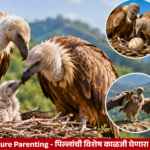 Vulture parents caring for their chick in a nest