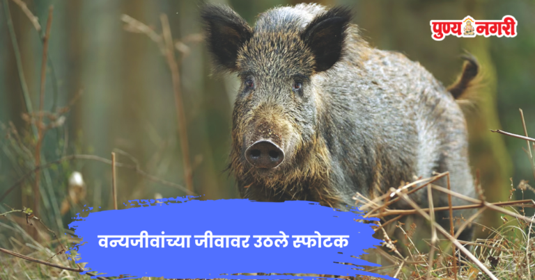 Wildlife Crime : भारतात बेट बॉम्ब्सचा कहर, वन्यजीवांच्या जीवावर उठले स्फोटक