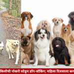 Career Change वकिलीची नोकरी सोडून डॉग-वॉकिंग; महिला दिवसाला कमावते ५० हजार