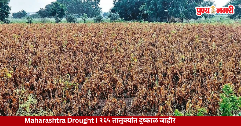 Maharashtra Drought – 265 तालुक्यांत दुष्काळ जाहीर; शेतकऱ्यांना मिळणार विविध सवलती