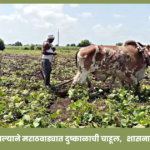 Marathwada drought situation due to rainfall deficit and crop stress