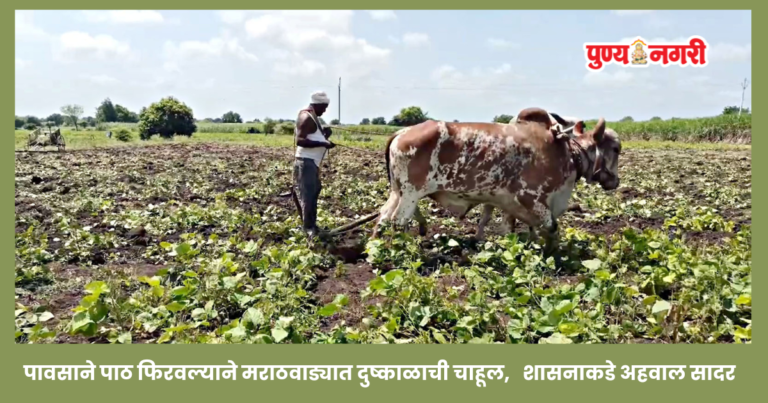 Marathwada drought, Marathwada rainfall deficit पावसाने पाठ फिरवल्याने मराठवाड्यात दुष्काळाची चाहूल