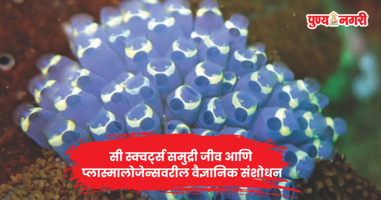 Sea Squirt Benefits : ‘हे’ समुद्री अन्न मानवाला पुन्हा तरुण करणार?