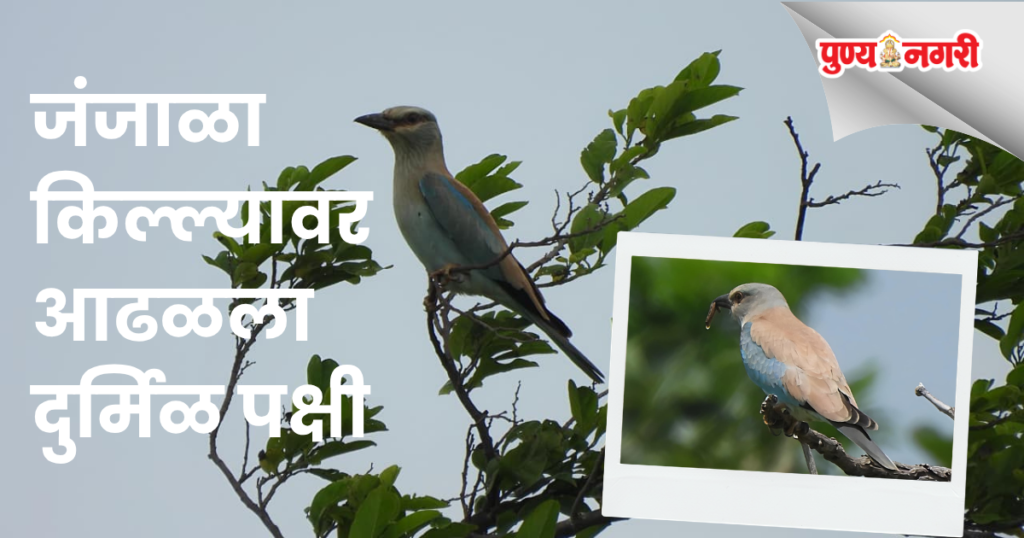 Rare European Roller bird spotted at historic Janjala Fort near Sillod in Chhatrapati Sambhajinagar