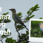 Rare European Roller bird spotted at historic Janjala Fort near Sillod in Chhatrapati Sambhajinagar