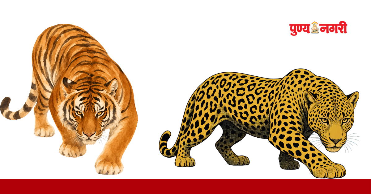 Rising human-wildlife conflict in Marathwada with wildlife attacks and crop damage