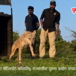Indian Wolf Satellite Collar लांडग्याला सॅटॅलाइट कॉलर; राज्यातील दुसरा प्रयोग संभाजीनगरात