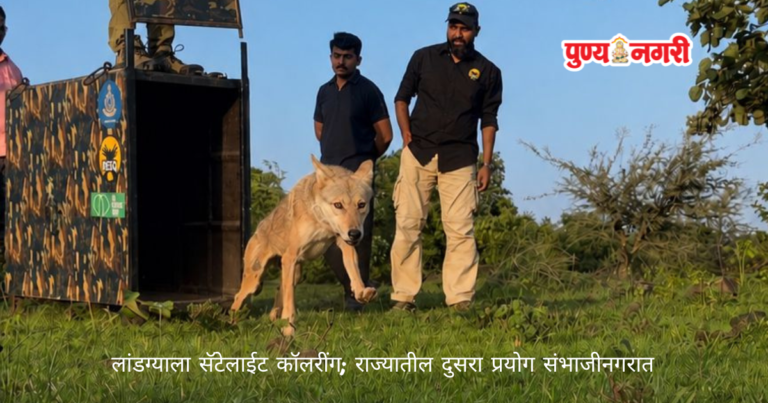 Indian Wolf Satellite Collar लांडग्याला सॅटॅलाइट कॉलर; राज्यातील दुसरा प्रयोग संभाजीनगरात
