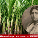 E.K. Janaki Ammal, Indian botanist known for her contributions to sugarcane breeding and plant genetics.
