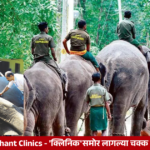 Elephants receive medical checkups at special elephant clinics in Kerala