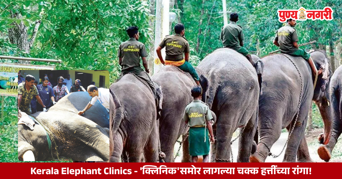 Elephants receive medical checkups at special elephant clinics in Kerala