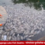 Dead fish floating in Banganga Lake in Mumbai after Pitru Paksha rituals, highlighting water pollution and environmental concerns