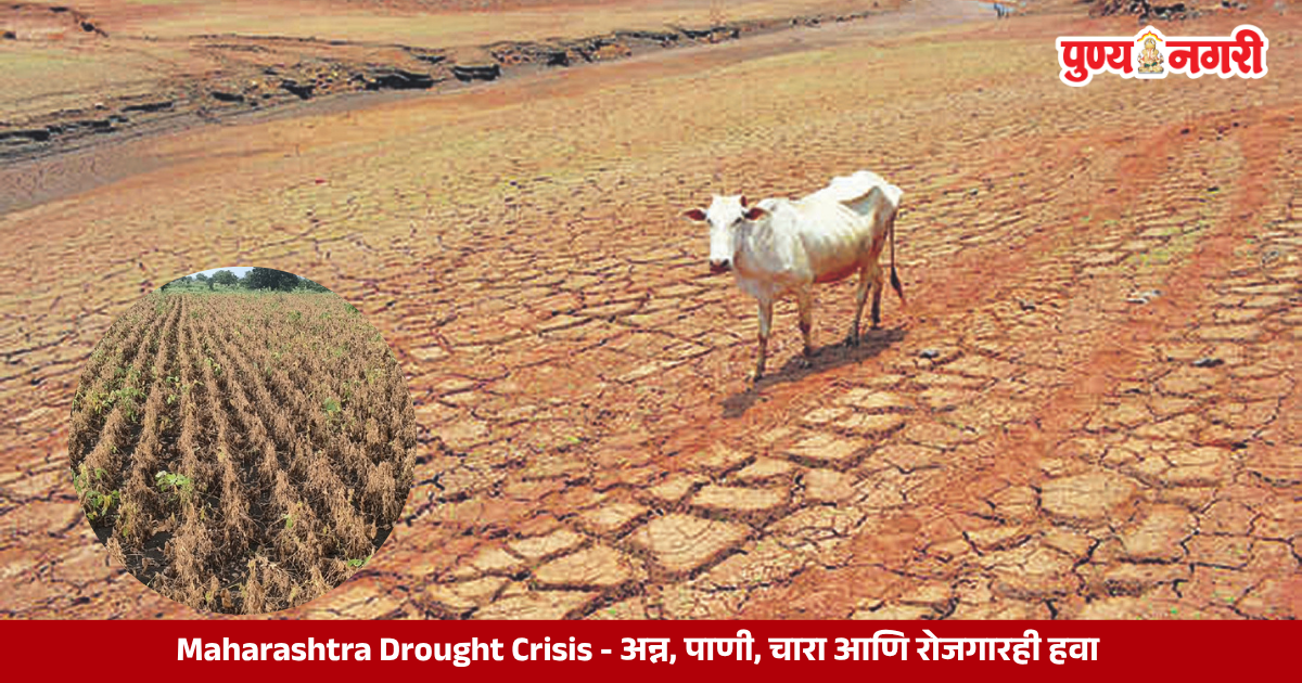 Drought affected farmers in Maharashtra facing crop losses, water scarcity, fodder shortages and lack of rural employment.