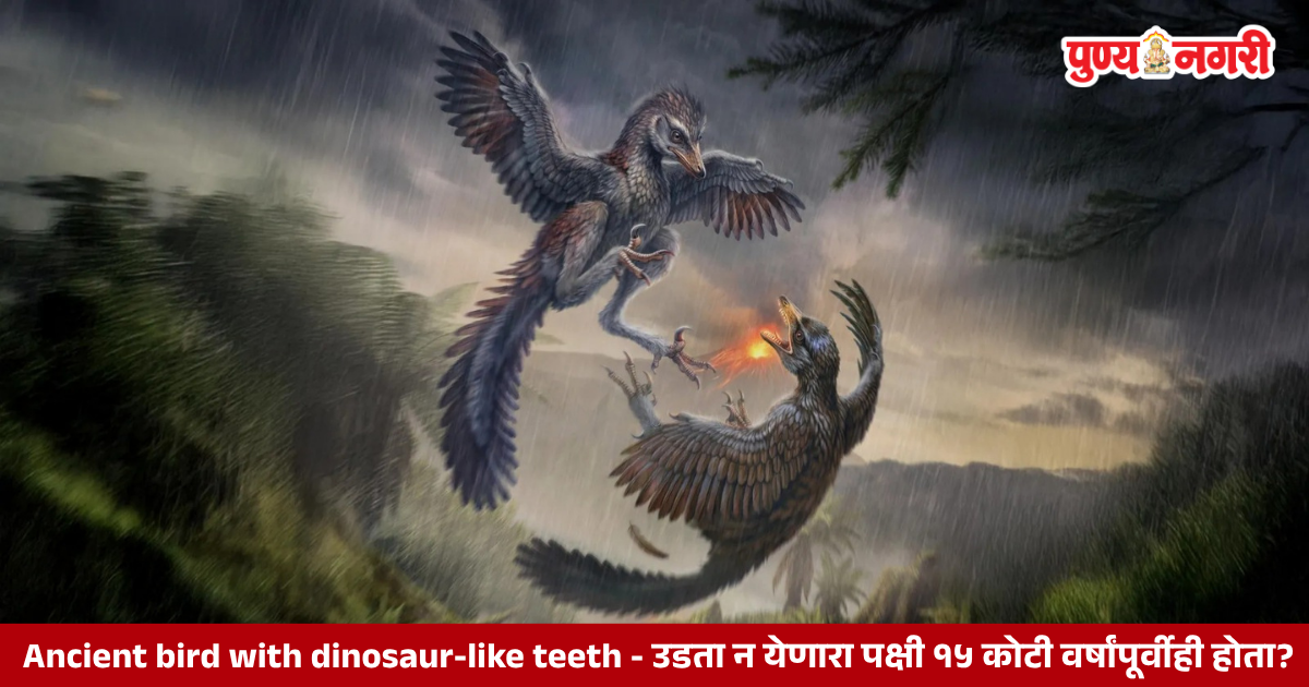 Ancient crow-sized bird Yuezhouornis yangyuanensis with dinosaur-like teeth and sharp curved claws.