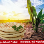 Climate Change Wheat Protein संशोधनातून वाढत्या कार्बन डायऑक्साइडचा गव्हातील प्रथिनांवर आणि पाव-चपातीच्या गुणवत्तेवर होणाऱ्या संभाव्य परिणामांचा अभ्यास.