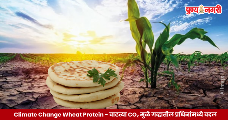 Climate Change Wheat Protein संशोधनातून वाढत्या कार्बन डायऑक्साइडचा गव्हातील प्रथिनांवर आणि पाव-चपातीच्या गुणवत्तेवर होणाऱ्या संभाव्य परिणामांचा अभ्यास.