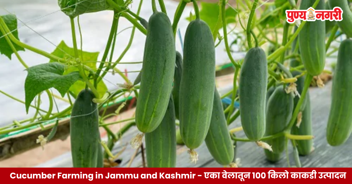 Cucumber Farming in Jammu and Kashmir: डोडा जिल्ह्यातील १९ वर्षीय शेतकरी यावर सलीम याचा एका काकडीच्या वेलातून १०० किलो उत्पादन मिळण्याचा दावा