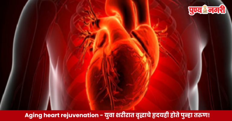 Aging heart rejuvenation – युवा शरीरात वृद्धाचे हृदयही होते पुन्हा तरुण!