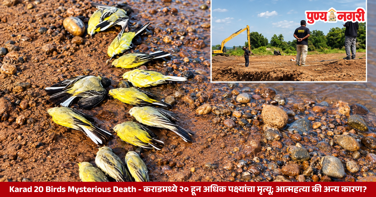 Karad 20 Birds Mysterious Death - कराडमध्ये २० हून अधिक पक्ष्यांचा मृत्यू; आत्महत्या की अन्य कारण?