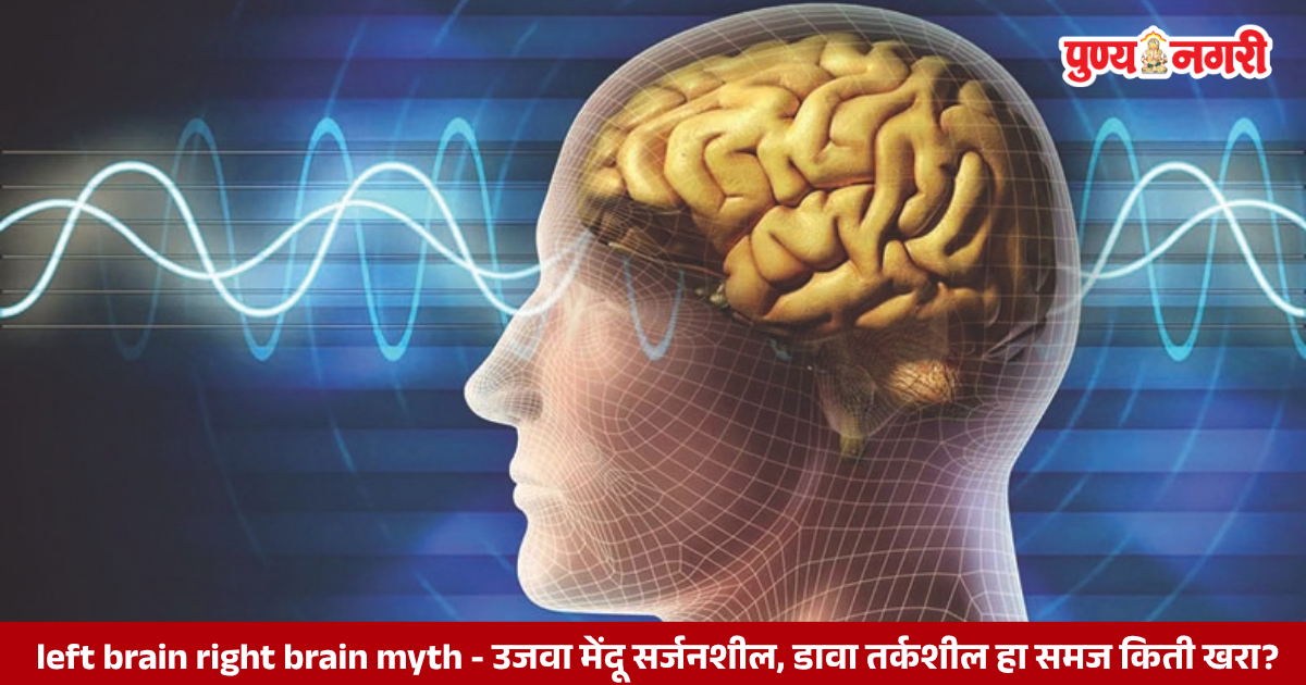 Illustration showing left and right brain functions linked to logic and creativity