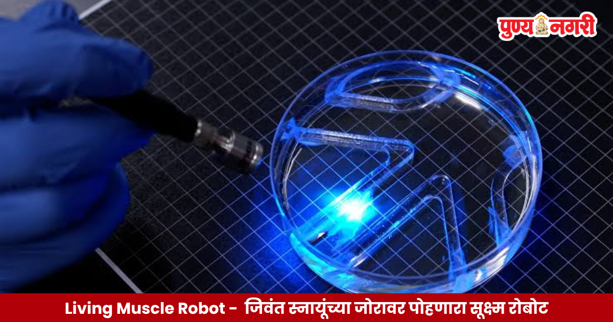 Living Muscle Robot ः जिवंत स्नायू पेशी आणि प्रकाशाच्या साहाय्याने पाण्यात पोहणारा एमआयटीच्या संशोधकांनी विकसित केलेला सूक्ष्म बायोहायब्रिड रोबोट.