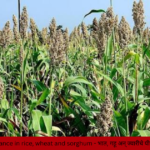 Scientists develop a new method to improve fungal disease resistance in rice, wheat, and sorghum crops.