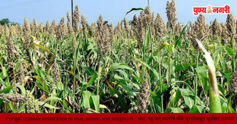 Scientists develop a new method to improve fungal disease resistance in rice, wheat, and sorghum crops.