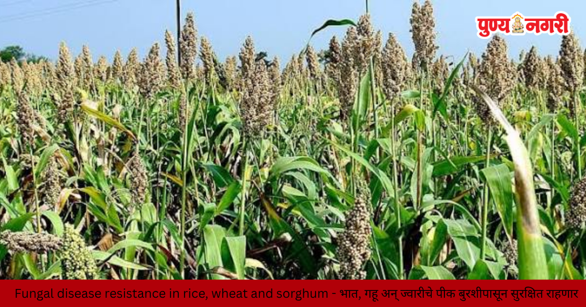 Scientists develop a new method to improve fungal disease resistance in rice, wheat, and sorghum crops.