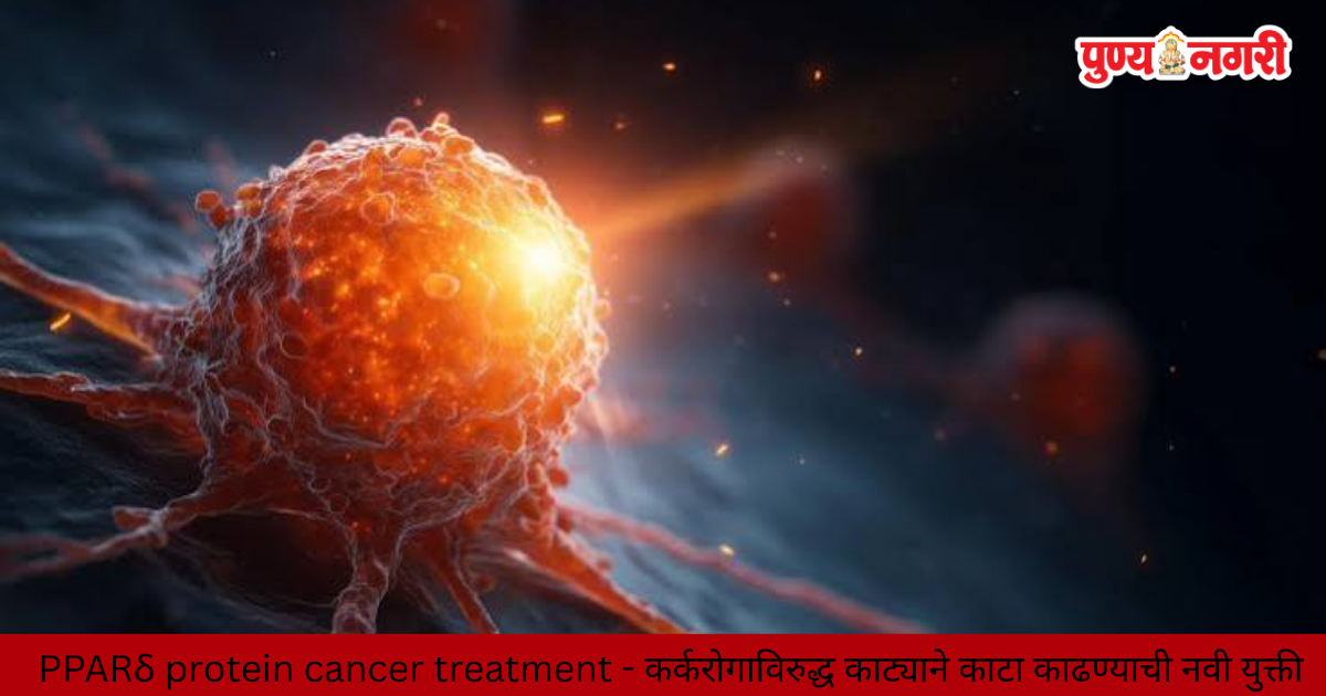 Scientists investigate how activating the PPARδ protein in immune cells may improve cancer-fighting activity and CAR-T cell therapy.
