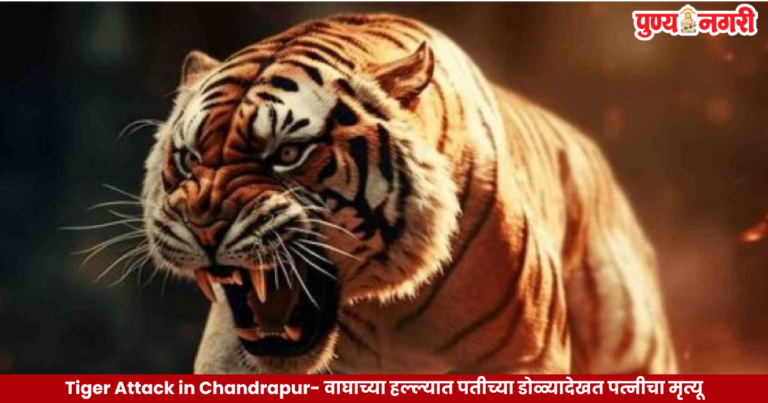 Tiger Attack in Chandrapur – वाघाच्या हल्ल्यात पतीच्या डोळ्यादेखत पत्नीचा मृत्यू