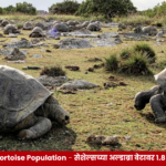 सेशेल्समधील अल्डाब्रा अटोल बेटावर मुक्तपणे संचार करणारी महाकाय कासवे