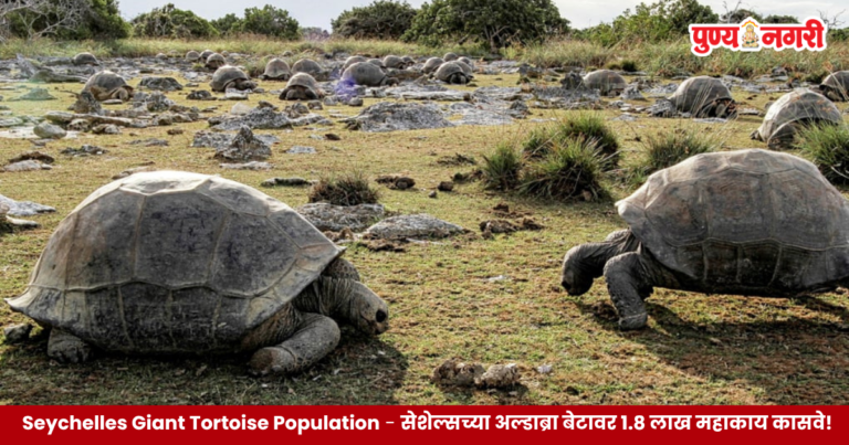 सेशेल्समधील अल्डाब्रा अटोल बेटावर मुक्तपणे संचार करणारी महाकाय कासवे
