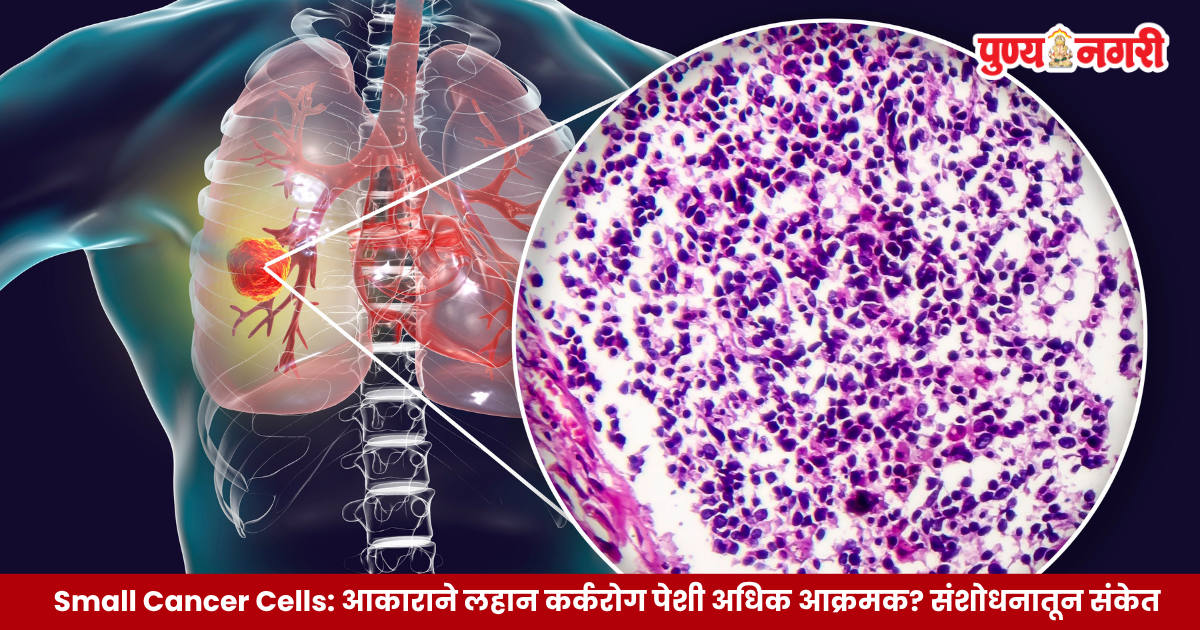 Small Cancer Cells दर्शवणारे वैज्ञानिक चित्र, ज्यात लहान पण अधिक आक्रमक होऊ शकणाऱ्या कर्करोग पेशी आणि ट्यूमरची वाढ दाखवली आहे.