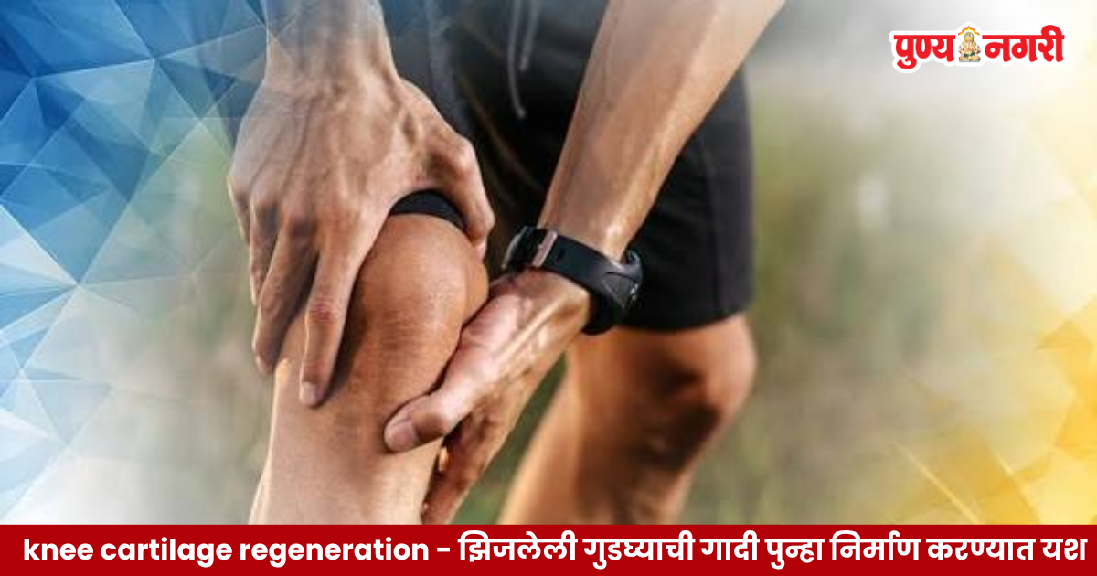Stanford University research on regenerating damaged knee cartilage and treating osteoarthritis