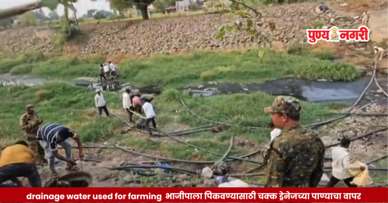 Drainage Water Used for Farming Sambhajinagar – भाजीपाला पिकवण्यासाठी चक्क ड्रेनेजच्या पाण्याचा वापर