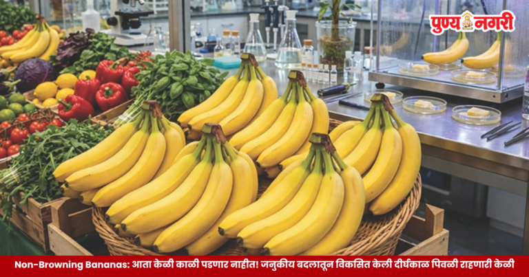 Non-Browning Bananas – आता केळी काळी पडणार नाहीत! जनुकीय बदलातून विकसित केली दीर्घकाळ पिवळी राहणारी केळी