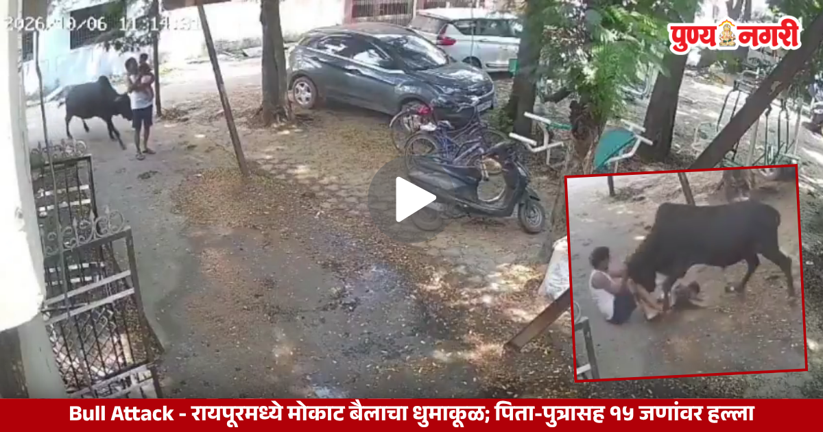 रायपूरच्या डीडी नगरमध्ये मोकाट आक्रमक बैलाचा पिता-पुत्रासह नागरिकांवर हल्ला